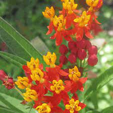 In midsummer, it covers itself with gorgeous flowers. Asclepias Curassavica Seeds Blood Flower Milkweed