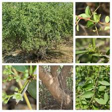 Image result for Gymnosporia senegalensis