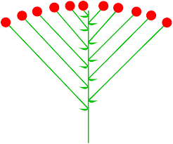 Image result for Corycium