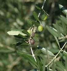 Olivenbaume Friede Bestandigkeit Und Mediterrane Atmosphare Libellius