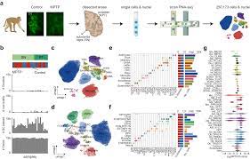 A primate nigrostriatal atlas of neuronal vulnerability and resilience in a  model of Parkinsons disease | Nature Communications