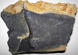 Image result for Oreophyton