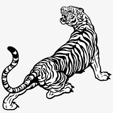 A golden tiger, golden tabby tiger or strawberry tiger is a tiger with a color variation caused by a recessive gene. White Tiger Drawing Black And White Black And White Tiger Drawing Png Image Transparent Png Free Download On Seekpng