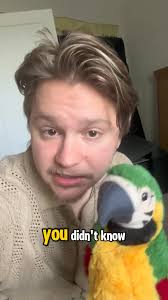 My parrot charity festival Squawk Rock Nashville needs help getting our new  parrot some friends for his raffle basket :)) the Amazon registry is sooo  easy, you just choose whatever you want to donate ...