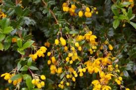 Image result for Berberis darwinii