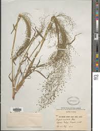 Image result for Heteranthoecia  guineensis