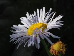 Image result for Erigeron steudelii