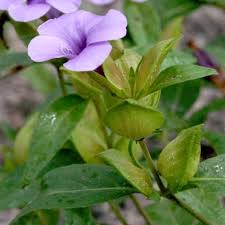Image result for Barleria mackenii