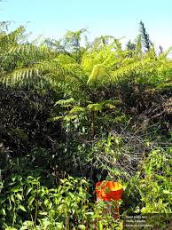 Image result for Pteris tripartita