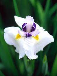 In Love With Japanese Irises Iris Flowers Japanese Iris Showy Flowers