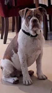 In addition, before purchasing a little dog it is imperative to comprehend the related expenses of owning a pooch. Engam Bulldog Dog Breed Information And Pictures