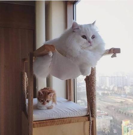 Cat - Кот-облако:) | Facebook