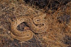 It's a mixed bag, to be sure, but in the right frame of mind it gets the (limited) job done. Russell S Vipers Predators Of The Undergrowth Roundglass Sustain