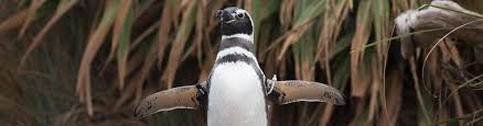 A how to video on how to practice drawing a penguin that will improve your drawing and sketching skills. Watch Animal Care Specialists Feed Magellanic Penguins Seaworld San Diego