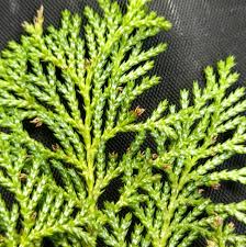 エフオンの山林事業