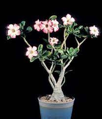 Pin On Garden Cacti And Succs In My Carae