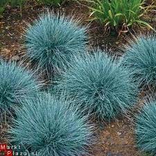 Gramineas Ornamentales Blue Fescue Perennial Grasses Fescue Grass