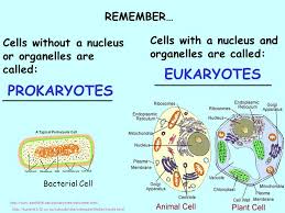 Unlike the cell membrane, the cell wall of plant cells is primarily made up of cellulose. Cell Organelles Ribosome Attached Nucleolus Ribosome Free Nucleus Ppt Video Online Download