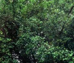 Image result for Toddaliopsis