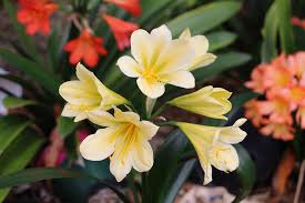 Image result for Clivia flowering