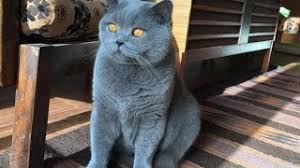 Explore 20 listings for blue cream british shorthair at best prices. Coconut Blue British Shorthair Loves Brushing Youtube