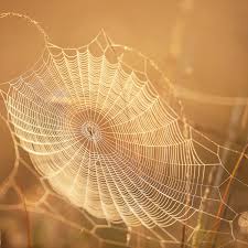 Just a quick video tutorial about how to use spiderweb script. Curious Kids Why Is Spider Silk So Easy To Break When It S Supposedly Stronger Than Steel