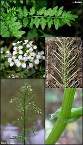 Image result for Cardamine