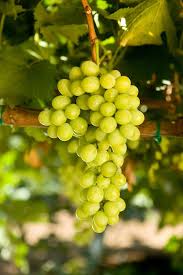 Williams Nursery Green Grape Varieties Grapes Green Grapes Green Nursery