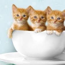 Berikut akan kami bagikan kumpulan gambar kucing yang lucu dan imut banget. Gambar Kucing Paling Lucu Gambar Kucing Lucu Binatang Lucu Kucing Lucu
