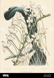 Image result for Angraecum conchiferum