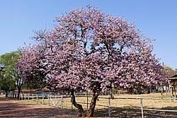 Image result for Bauhinia variegata