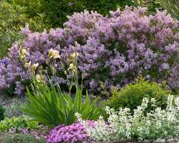 Die Hecke Im Garten Als Sichtschutz Eine Variante Zum Zaun Dekoration Ideen In 2020 Garten Bepflanzung Garten Landschaftsbau