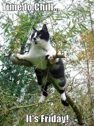 Friday is definitely the best day of a week for most working people or students because the happy weekend is right ahead. Lolcats Friday Lol At Funny Cat Memes Funny Cat Pictures With Words On Them Lol Cat Memes Funny Cats Funny Cat Pictures With Words On