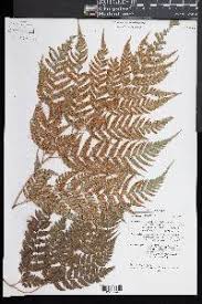 Image result for Arachniodes webbiana