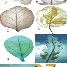 Image result for Astropanax myrianthus