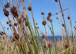 Image result for Isolepis costata