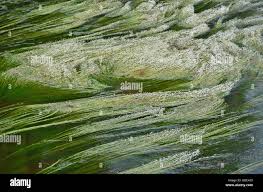 Image result for Podostemaceae