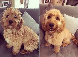 Maybe you would like to learn more about one of these? Get Goldendoodle Puppy Cut Before And After Gallery Pets House