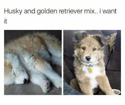 They may take on more traits of one parent or have a combination of both. Husky And Golden Retriever Mix I Want It Meme On Me Me