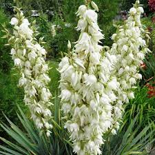 Adams Needle Flower Name Best Flower Wallpaper