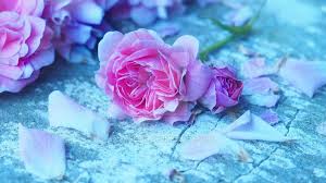 Soft Angelic Glow Pink Teal Pastel Flower Aesthetic Rose Photography Flower Aesthetic Aesthetic Roses Flowers