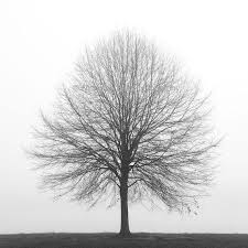 Black And White Photos Of Trees Black And White Photography Tree Photography Winter Etsy Tree Photography Black And White Tree Nature Photography Trees