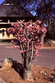 Image result for Adenium multiflorum