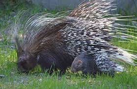 Pair Of Porcupettes Born At Utica Zoo Animals Beautiful Zooborns Animals Wild