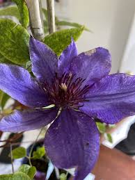 Check spelling or type a new query. Clematis The President Clematis 1 Behmerwald Nursery