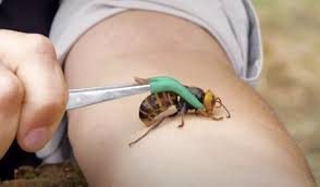 A vespa velutina ou vespa asiática é uma espécie exótica invasora, predadora de abelhas e altamente prejudicial para a produção de mel, agricultura e . Vespas Assassinas Que Matam Humanos Chegam Na America Noticias De Tres Lagoas Radio Cacula