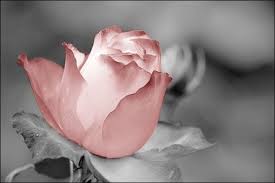 Black And White Picture With Color Accents How To Add Color To Black And White Photos In Photoshop Emptyeasel Com Color Splash Photography Color Splash Color