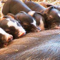 36 Best Berkshire Pigs Images Berkshire Pigs Animals Farm Animals
