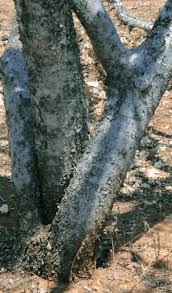 Image result for Commiphora mossambicensis