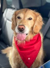 Looking for a groomer in Tullahoma, Estill Springs, or Winchester?